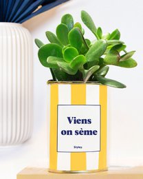 Striped pot with a succulent plant. The pot is labeled "Viens on sème" which suggests it is a planter for a succulent or cactus plant.
