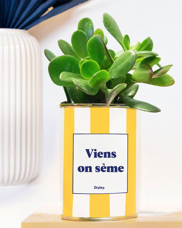Kom lad os så - stribet potte - Sukkulent plante