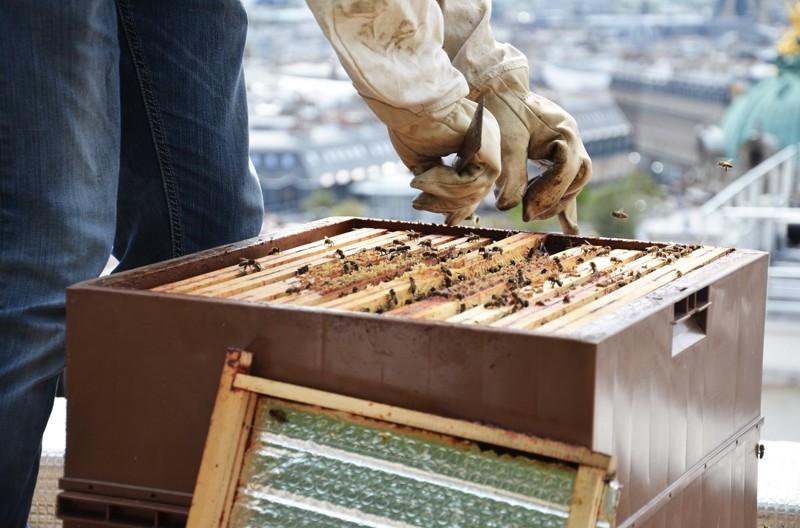 Flower honey from the rooftops of Paris