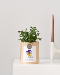 Grow Bag Wild Pansy