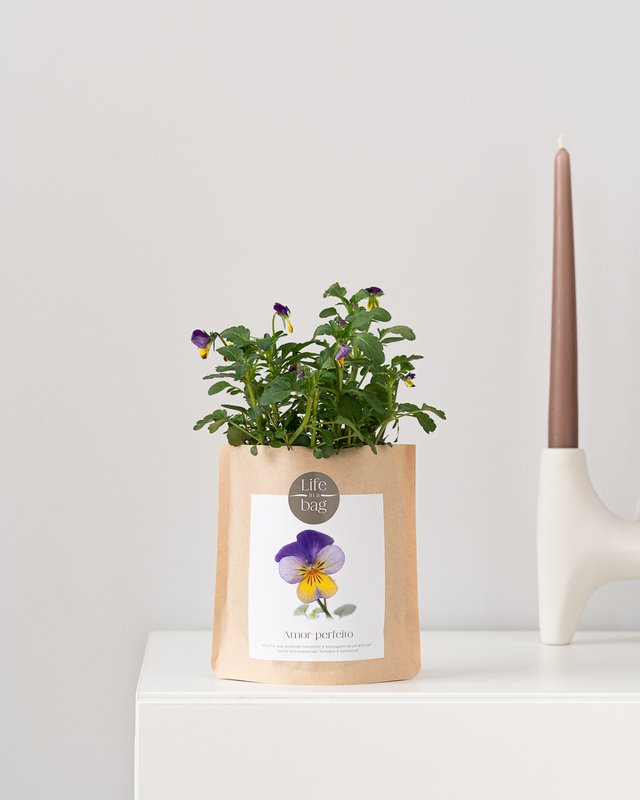 Grow Bag Wild Pansy