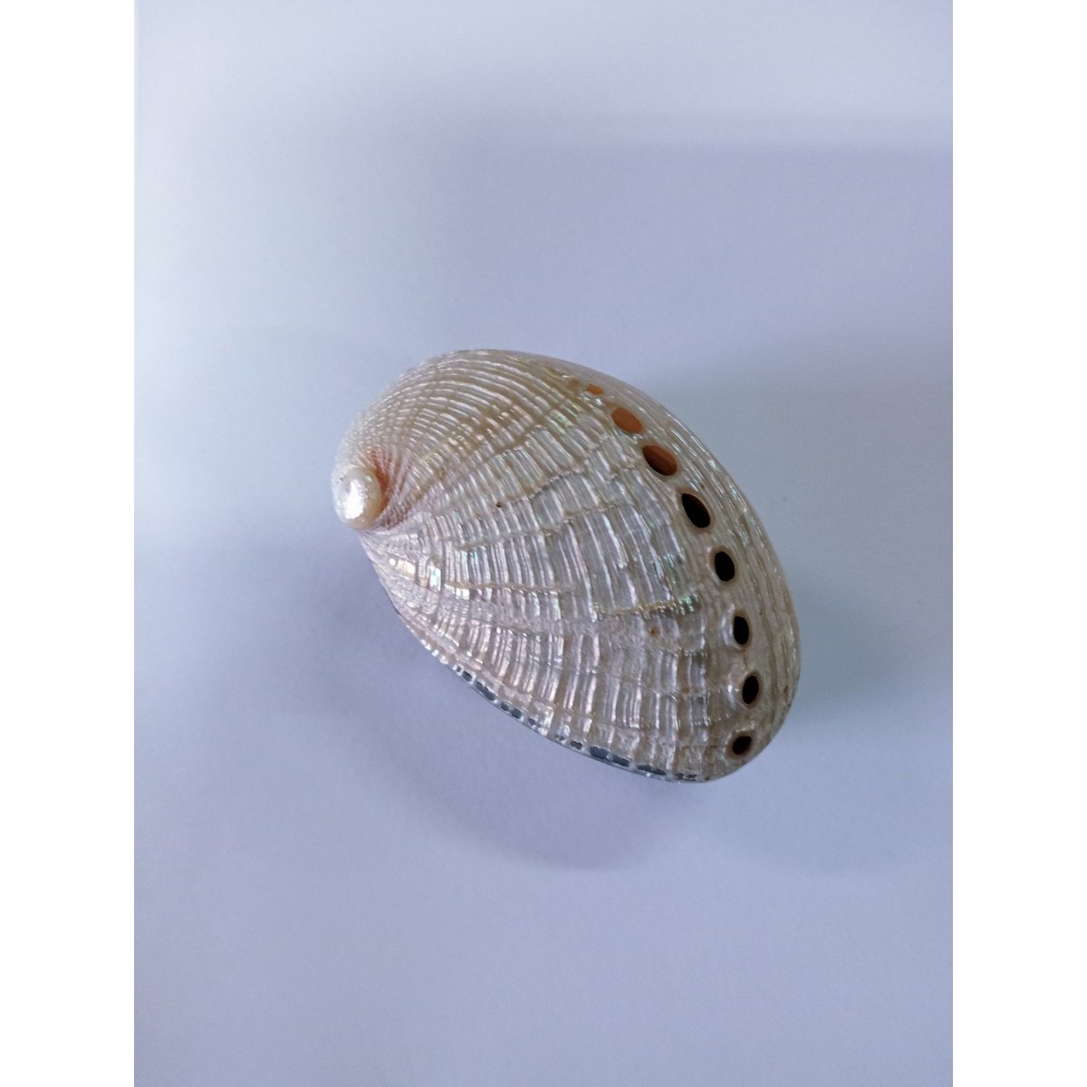 Ringbox Abalone Pillbox zęby