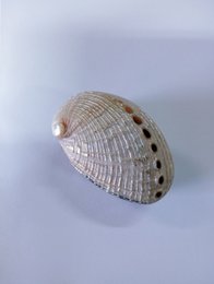 Ringbox Abalone Pillbox Denti Box