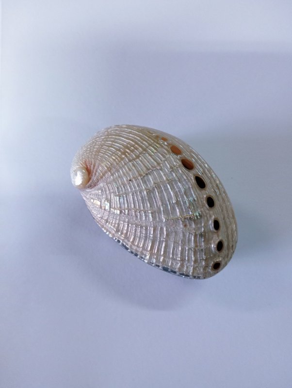 Ringbox Abalone Pillbox Denti Box