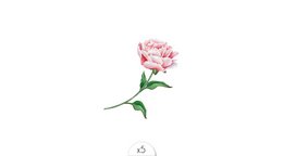 Tatuaje temporal: Rosa