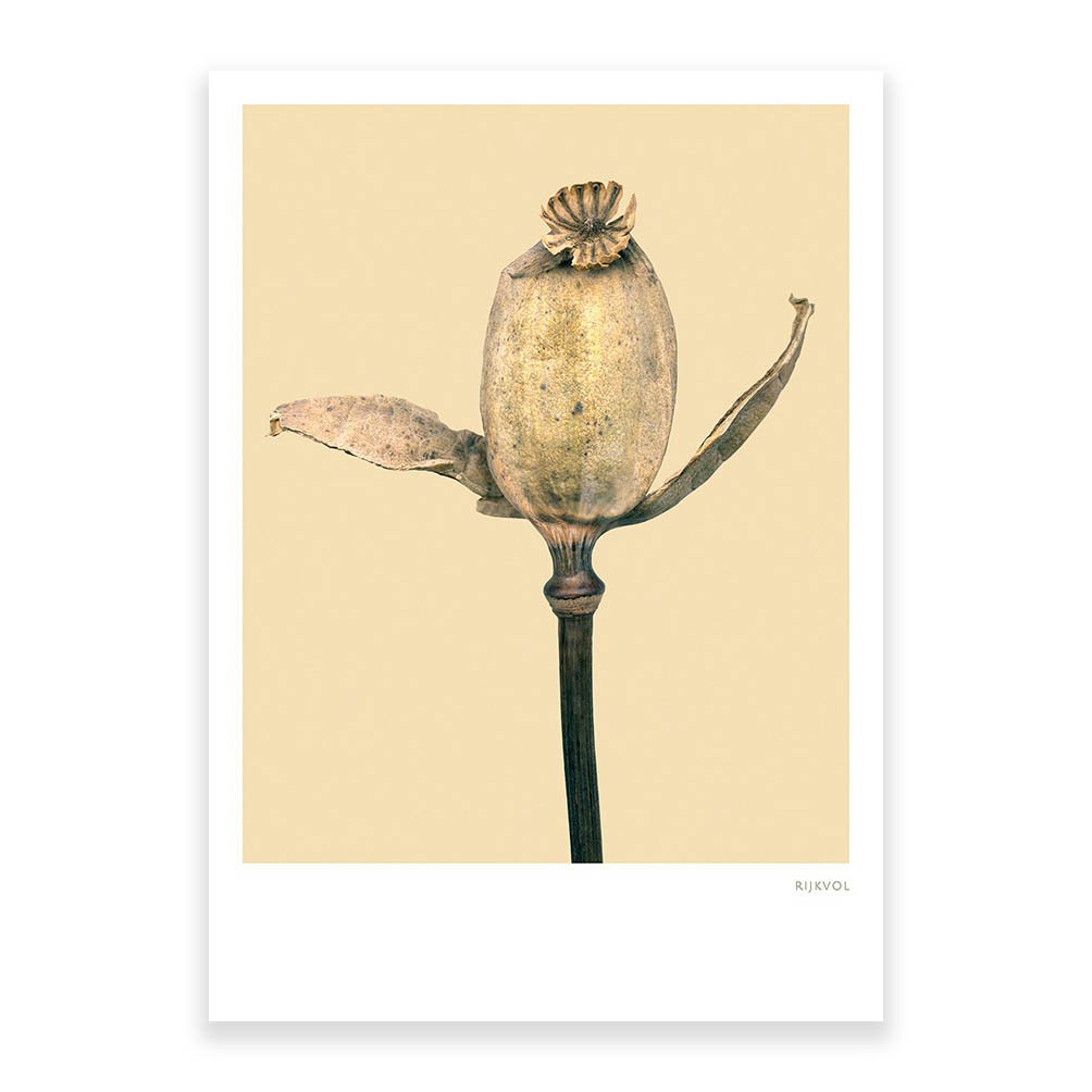 Mohn 01, Postkarte