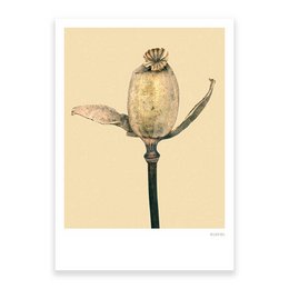 Mohn 01, Postkarte