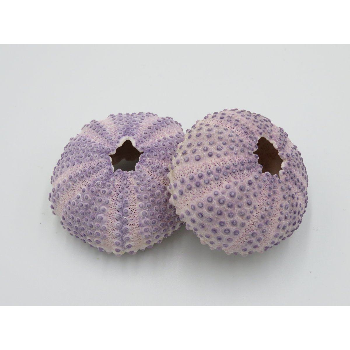 Sea urchin house - Bulu Babi Purple