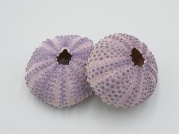 Sea urchin house - Bulu Babi Purple