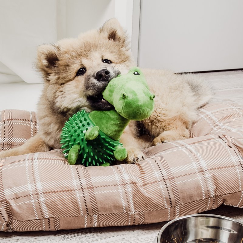 Ne & No® Dog Toys Dino/ Plush Animal + Kielzeiten + Squeaker