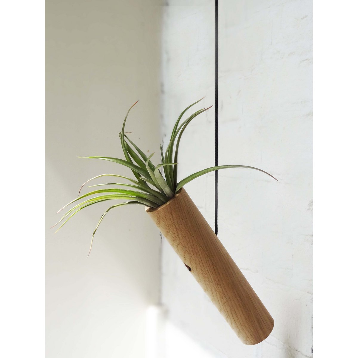 Wiszący Cylinder - Jasny Dąb