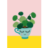 Pilea pannenkoekplant