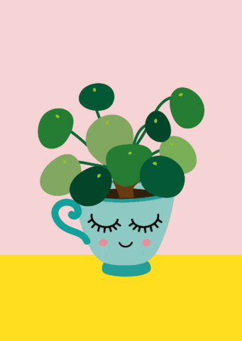 Pilea-Pfannkuchenpflanze