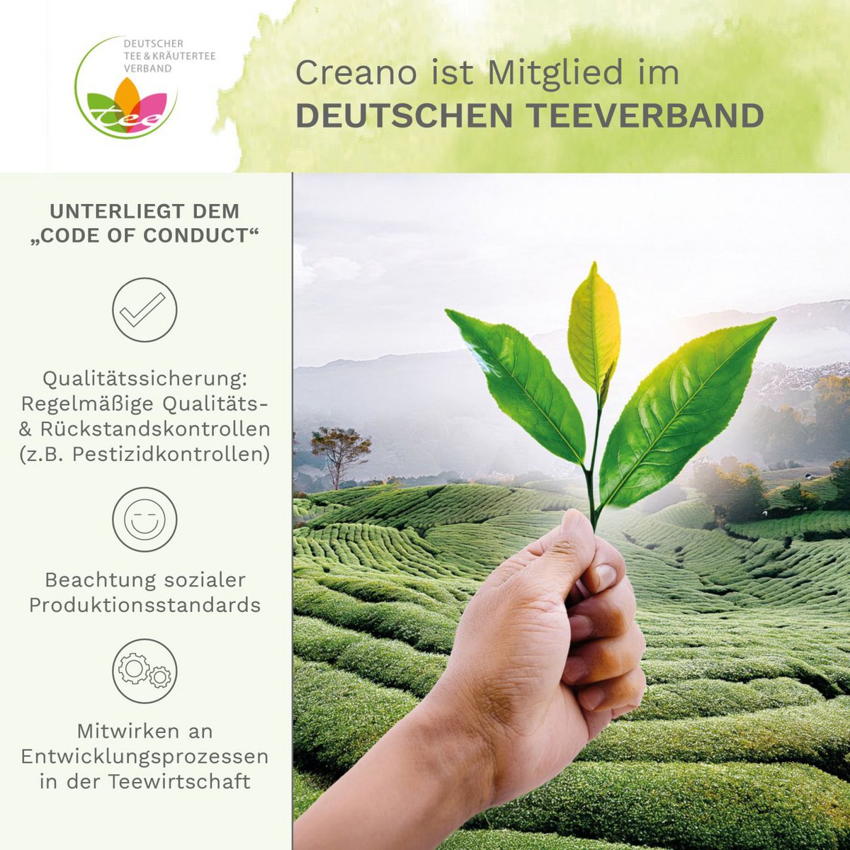 Creano Tea Flower Mix - Geschenkset Bloomed Tea in een modern bloemmotief met glazen pot, groene thee met fruitige smaak (6 varianten)