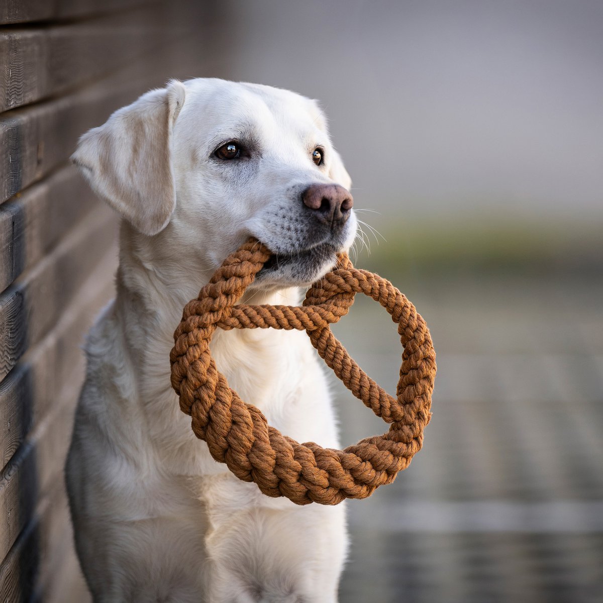 Britta Brezel - juguete de culto para perros