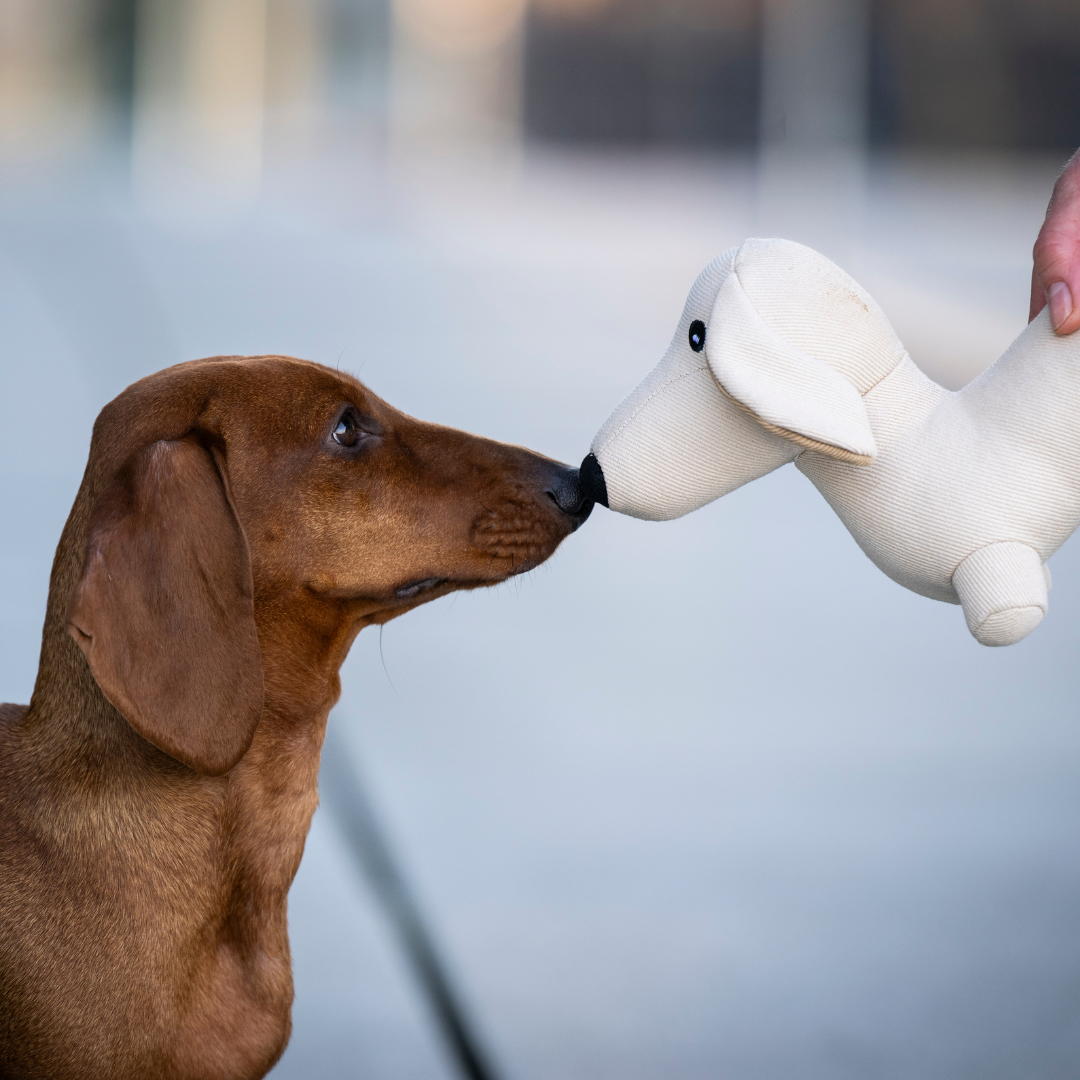 Hundespielzeug Dackel Pepe