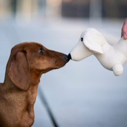 Dog zabawka dackel Pepe