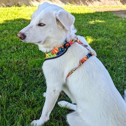Tropical Classic Harness