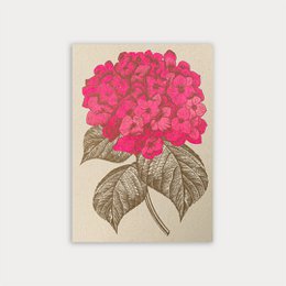 Vibrant pink hydrangea flower with detailed leaves on an eco-friendly postcard.