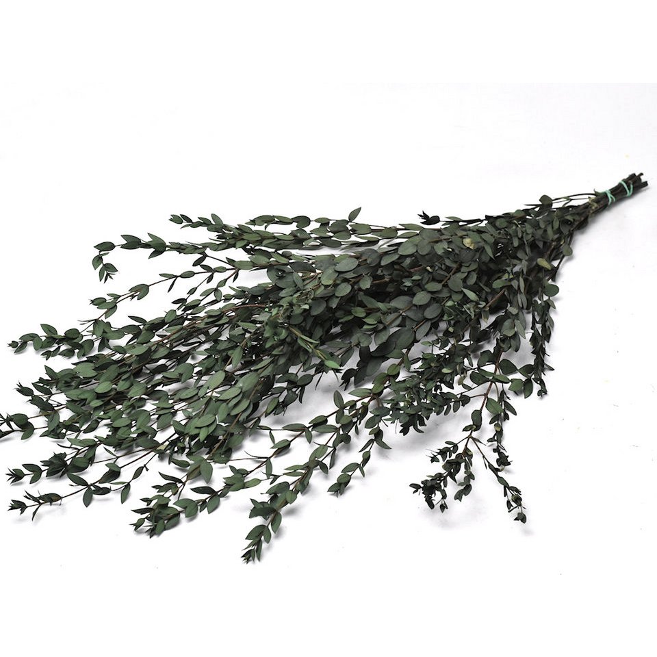 Eukalyptus Parvifolia, stabilisiert, dunkelgrün