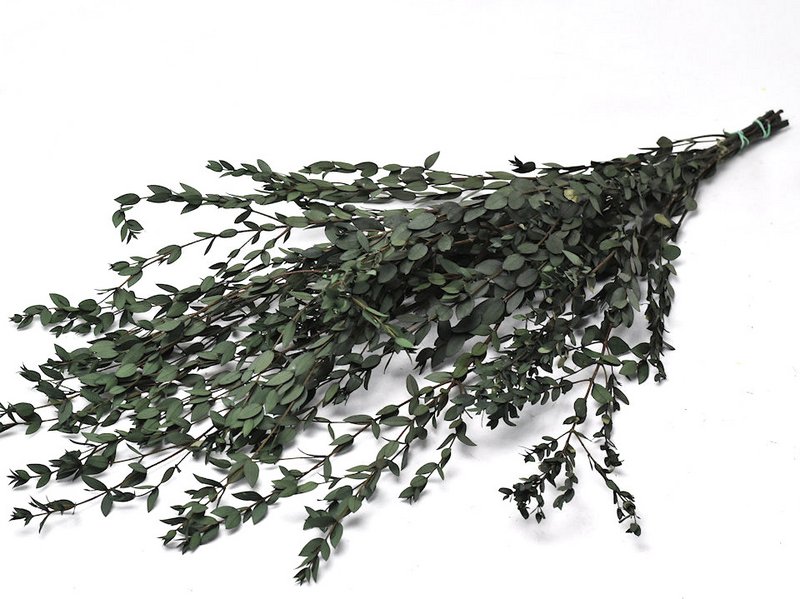 Eukalyptus Parvifolia, stabilisiert, dunkelgrün