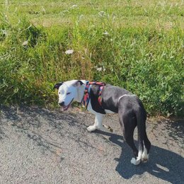 Imbracatura classica Panache