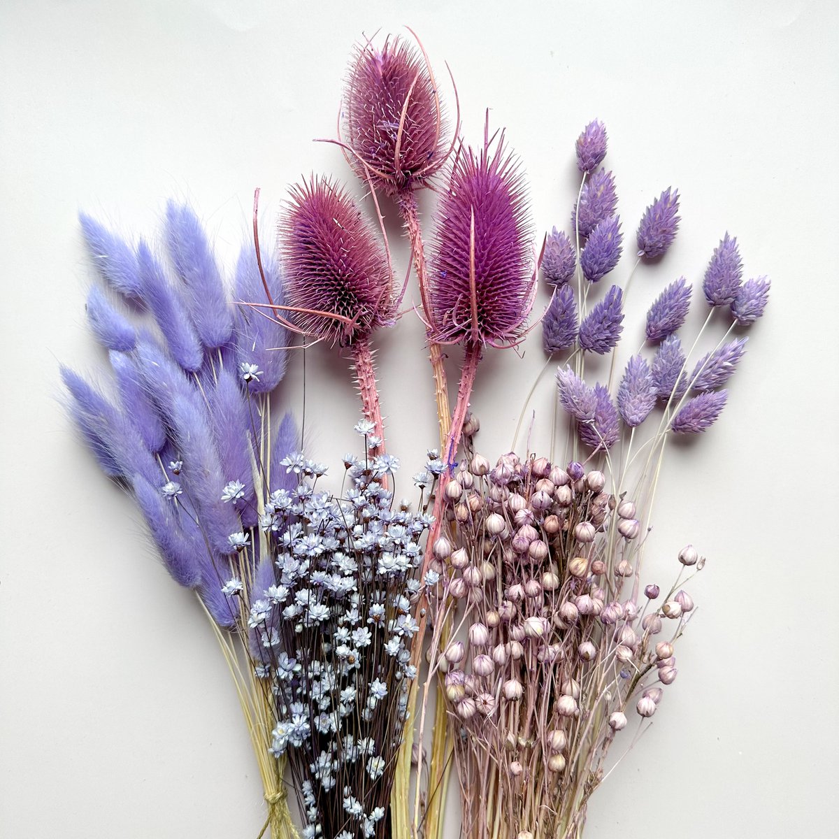Cardo violeta seco ~10 cabezas