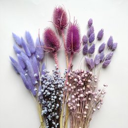Cardo violeta seco ~10 cabezas