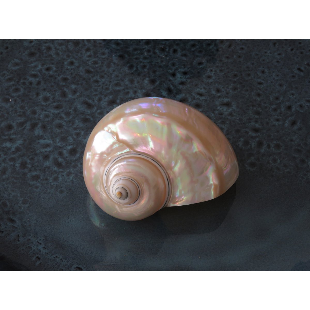Turbo Bianco "Turbo marmoratus"