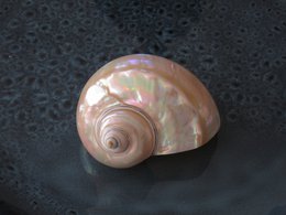Turbo Bianco "Turbo marmoratus"