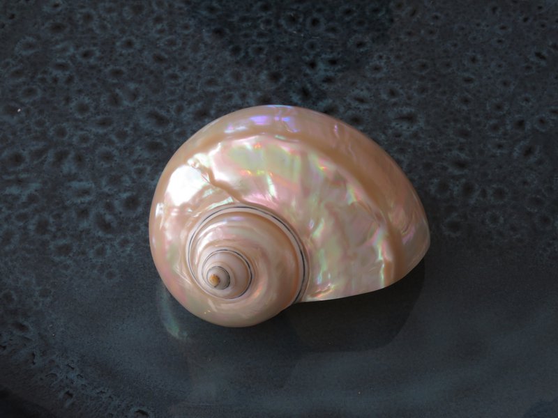 Turbo Bianco "Turbo marmoratus"