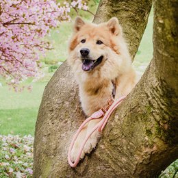 Ne & No® Touline for dogs - 120/170 cm
