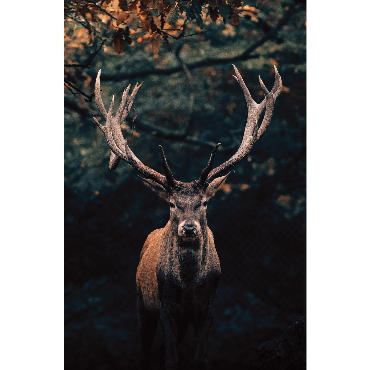 Wandafbeelding HERTEN ca. 78x118 cm canvas fotoraamdecoratie modern