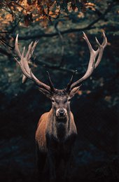 Wandbild HIRSCH ca.78x118 cm  Leinwandbild Keilrahmen Deko modern