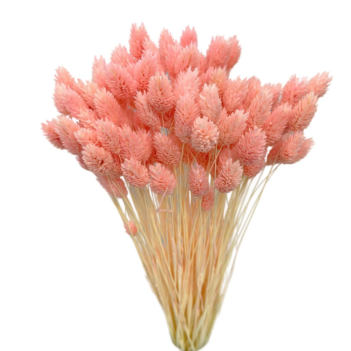 Plus de 80 tiges séchées Phalaris rose clair Canary Grass
