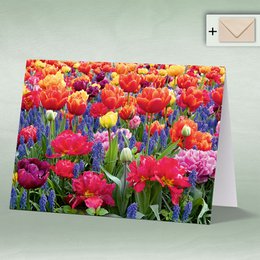 Greeting card, Doppelkarte eye8173 Tulpe mit Traubenhyazinten, Frühling Blumen
