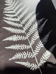 Scandi Fern Poster "White Fern" A4 - Stampe d'arte sostenibili su carta riciclata in cellophan