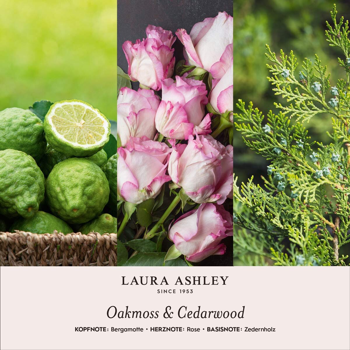 Dowindo Laura Ashley Mousse de Chêne et Bois de Cardar - 400g