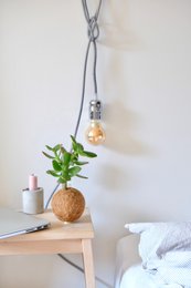 planta colgante kokedami
