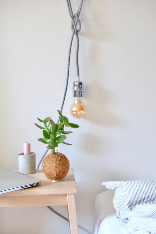 Plante suspendue Kokedami