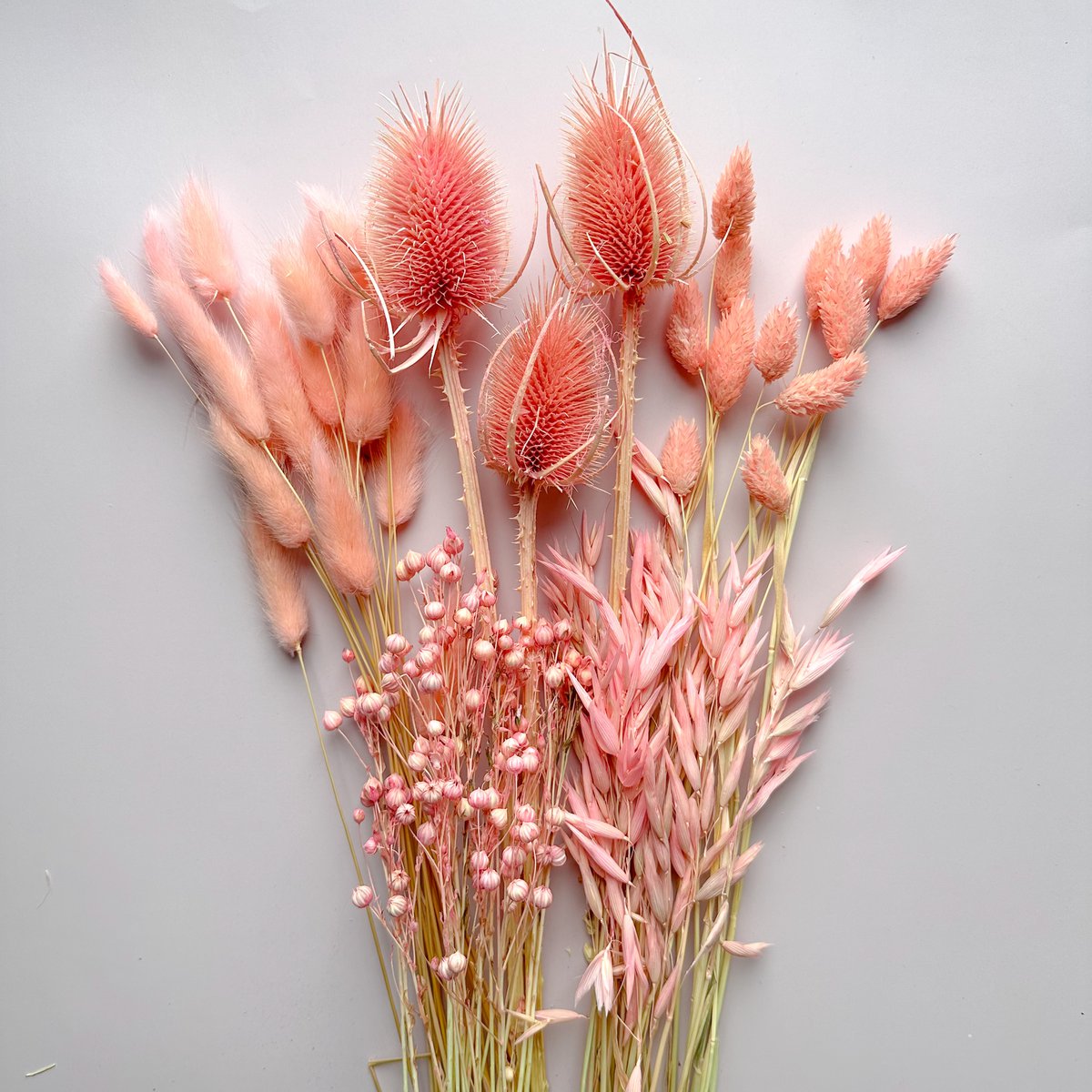35 tiges de lin séché rose clair