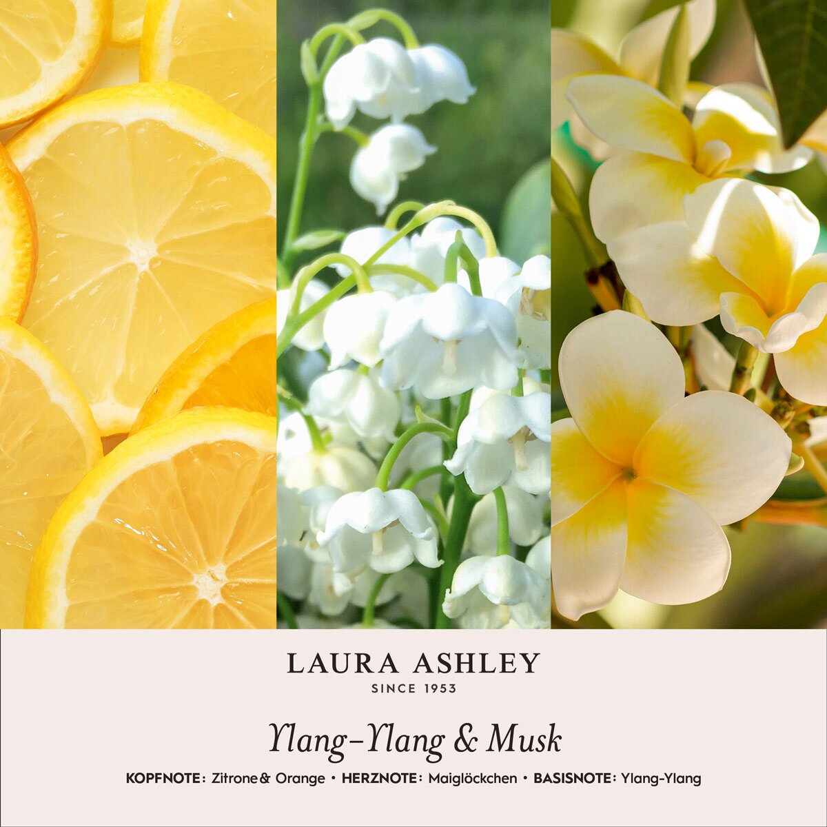 Scented candle Laura Ashley Ylang Ylang & Musk - 400g