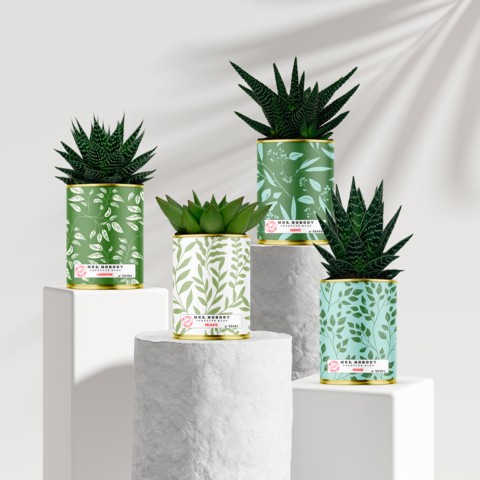 CACTUS MM SIGNATURE - 24 ASSORTED UNITS (COMPLETE COLLECTION)