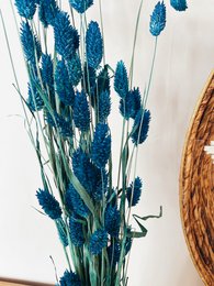 Flores secas azules Phalaris