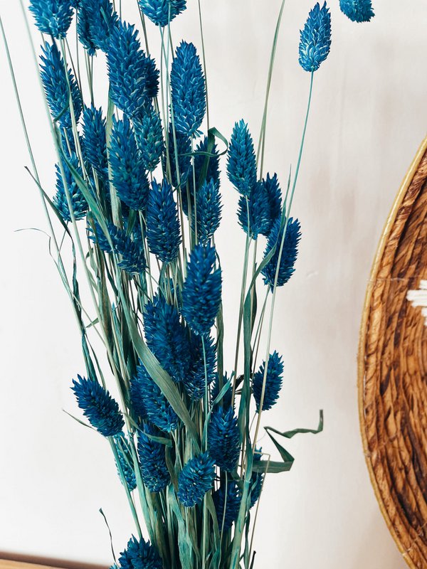 Flores secas azules Phalaris