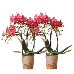 Two potted red Phalaenopsis orchid plants with vibrant pink flowers. The orchids are in terracotta pots and appear to be healthy and thriving houseplants.