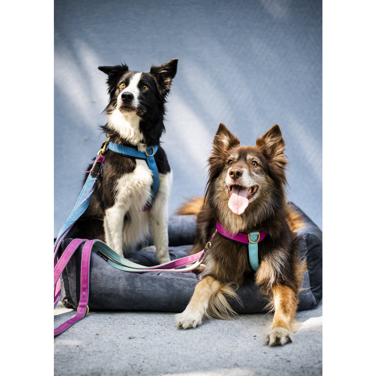 Cuccia per cani e gatti Rexproduct Softcolor – grafite/multicolore