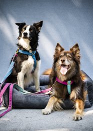 Cuccia per cani e gatti Rexproduct Softcolor – grafite/multicolore