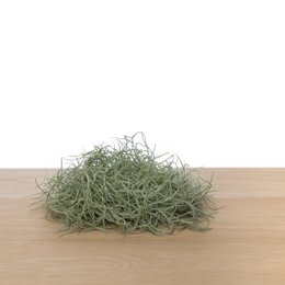 Tillandsia usneoides - musgo español (mediano)