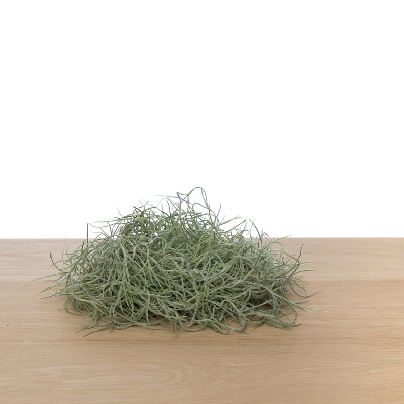Tillandsia usneoides - Mech hiszpański (średni)